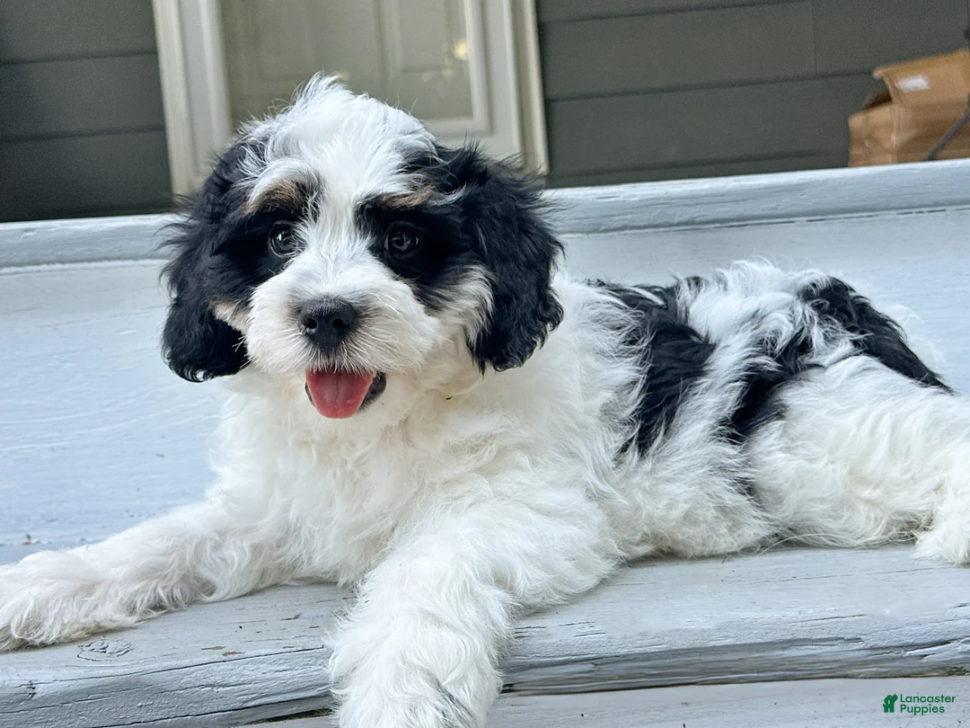 Mini Bernedoodle dogs for sale: 🪸 🐠 REEF 🐠 🪸  - Ad 2