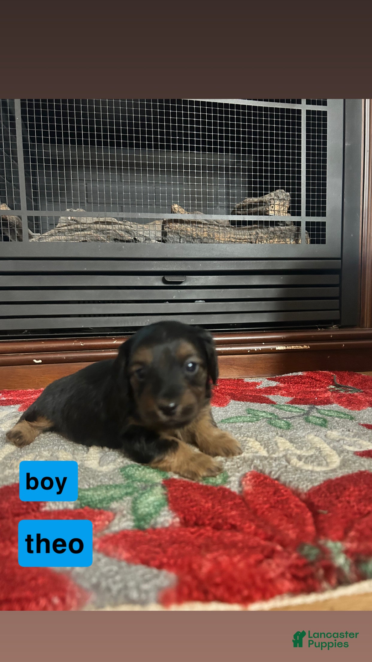 Mixed Breed dogs for sale: Theo - Ad 1