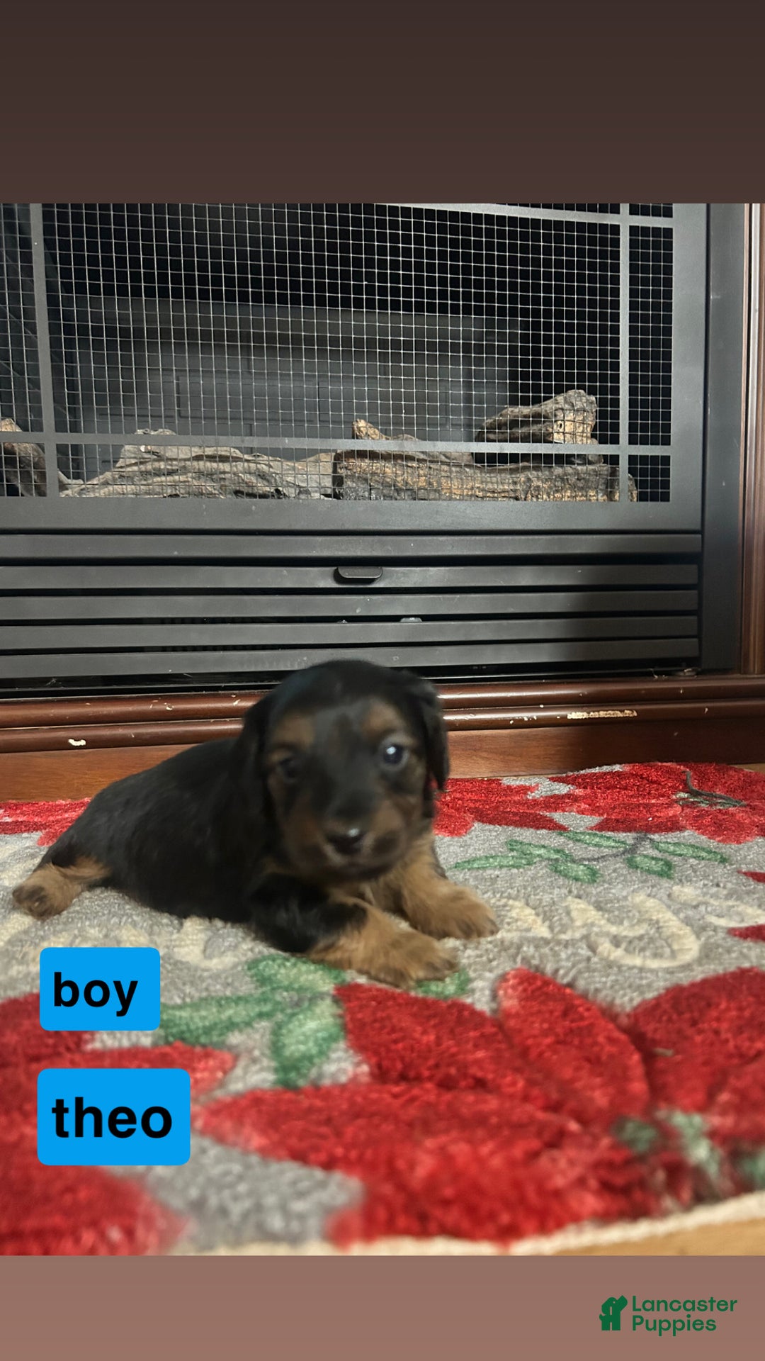 Mixed Breed dogs for sale: Theo - Ad 1