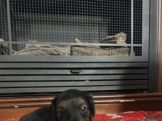 Mixed Breed dogs for sale: Theo - Ad 1