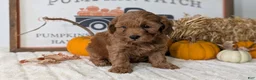 Mini Goldendoodle dogs for sale: Daisy - Ad 4