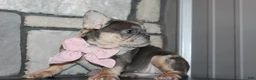 French Bulldog dogs for sale: AKC Bella - Ad 3