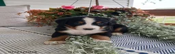 Bernese Mountain Dog dogs for sale: Anson - Ad 4