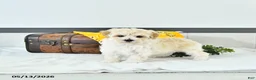 Maltipoo dogs for sale: Silas - Ad 3
