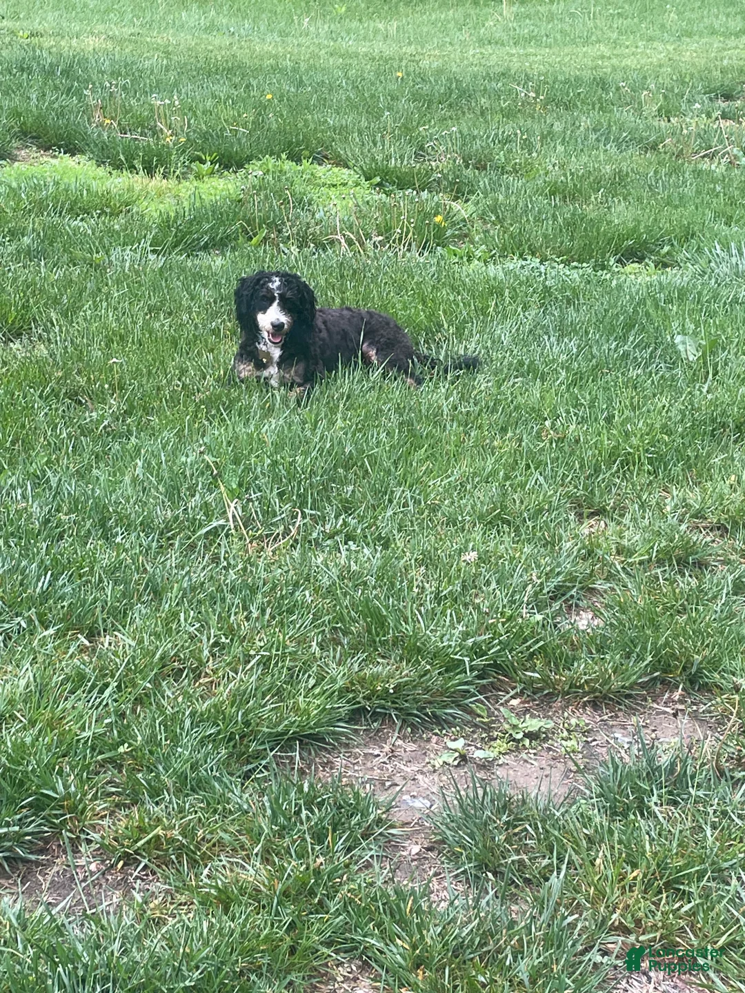 Mini Bernedoodle dogs for sale: Mini Bernedoodle Puppy 5 - Ad 2