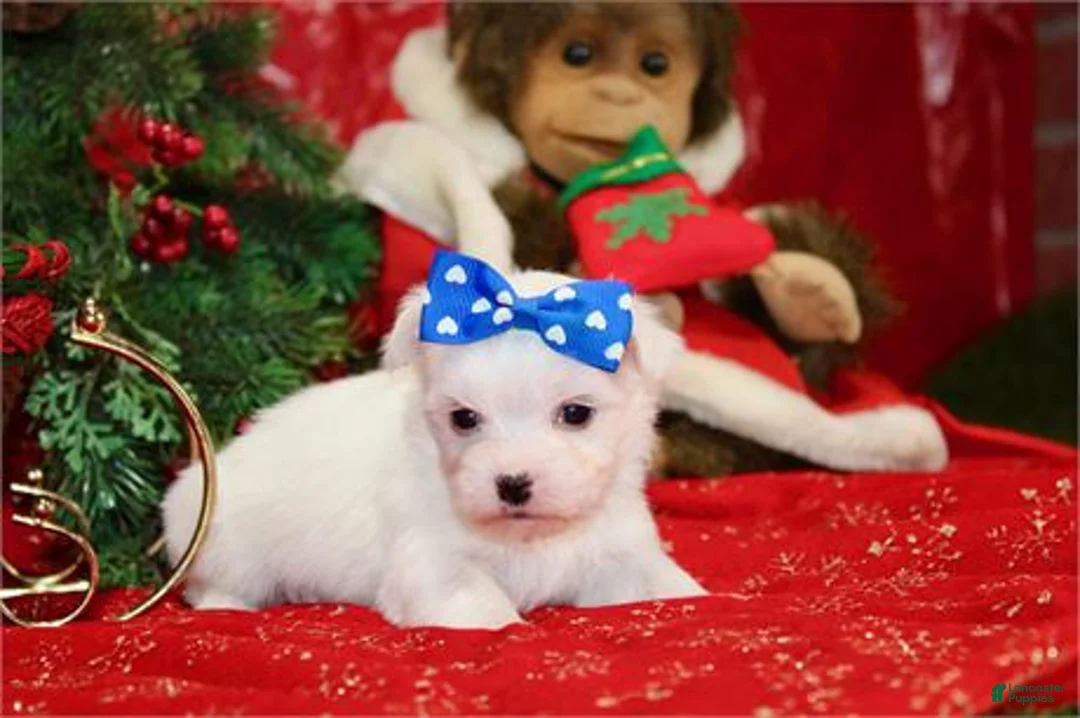 Maltese dogs for sale: Maltese Puppy 1 - Ad 1