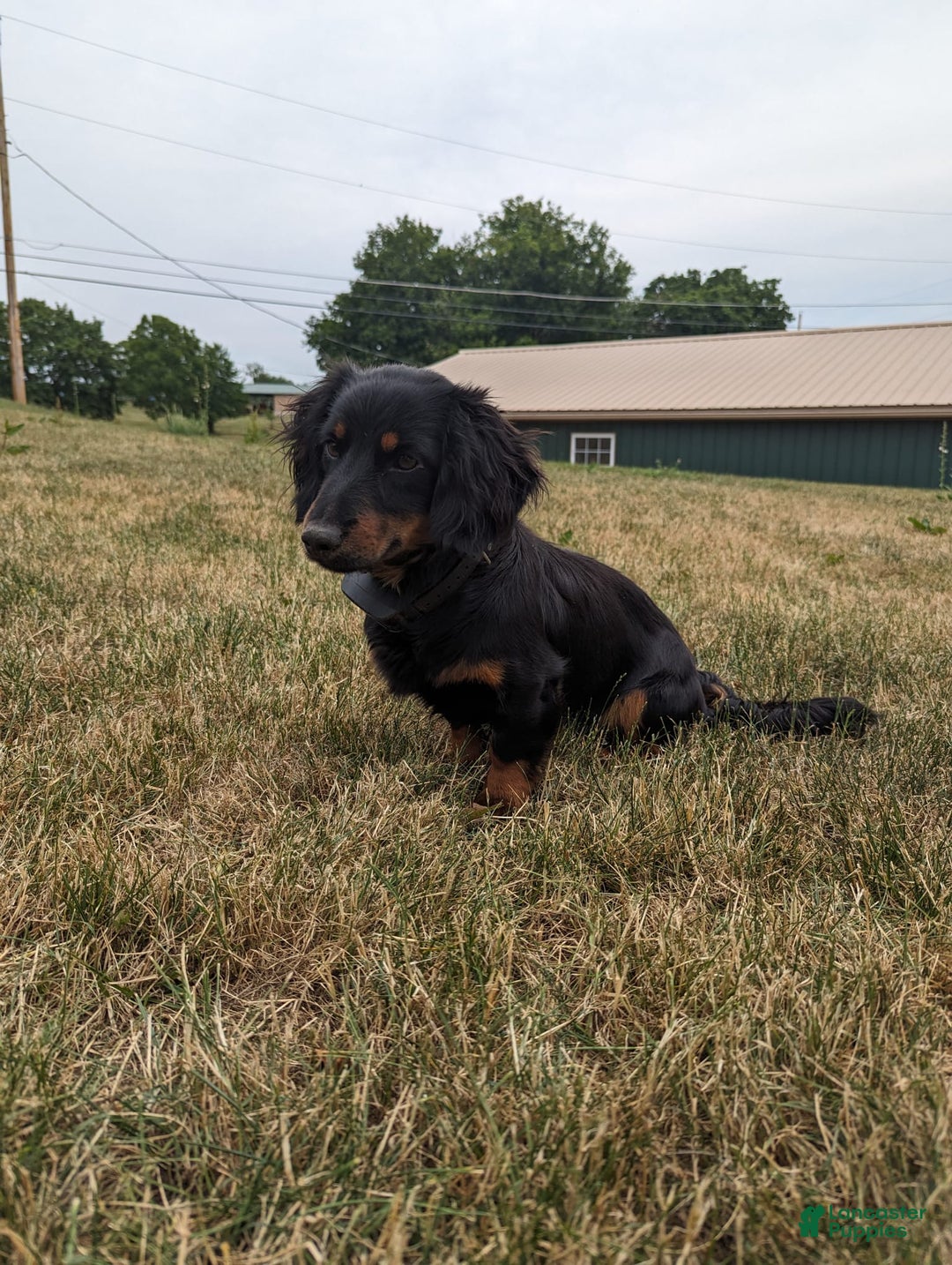 Mixed Breed dogs for sale: Pixie - Ad 9