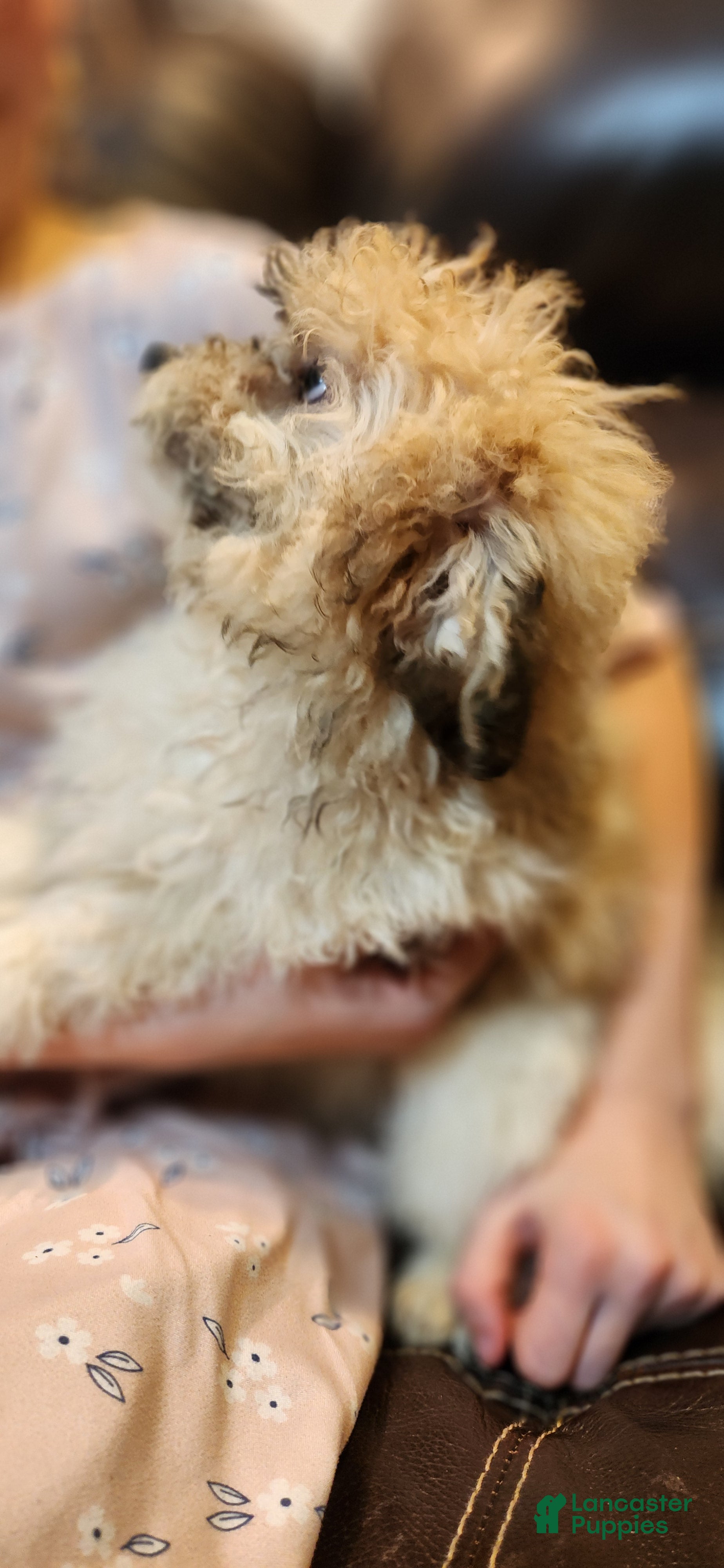 Miniature Poodle dogs Merdell - Ad 28