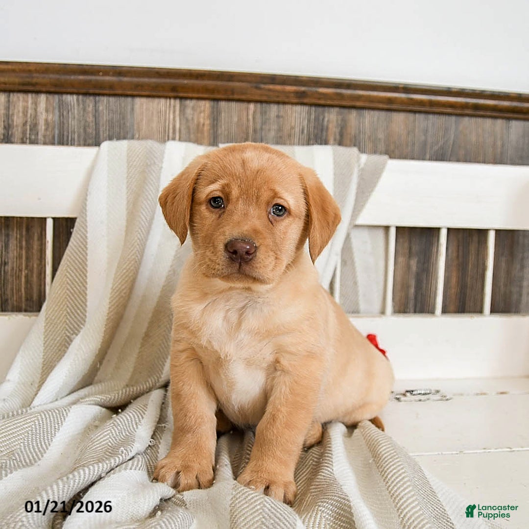 Labrador Retriever dogs for sale: Custard - Ad 1