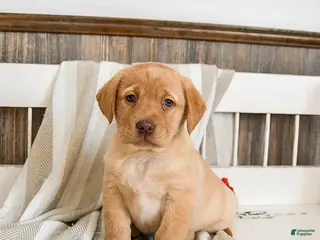 Labrador Retriever dogs Custard - Ad 8