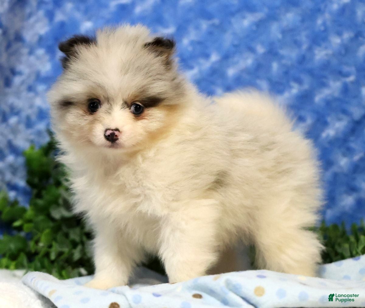Pomeranian dogs Cooper - Ad 1