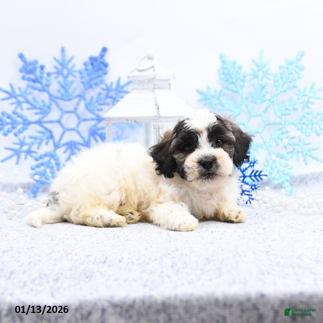 Mixed Breed dogs for sale: Mason - Ad 5