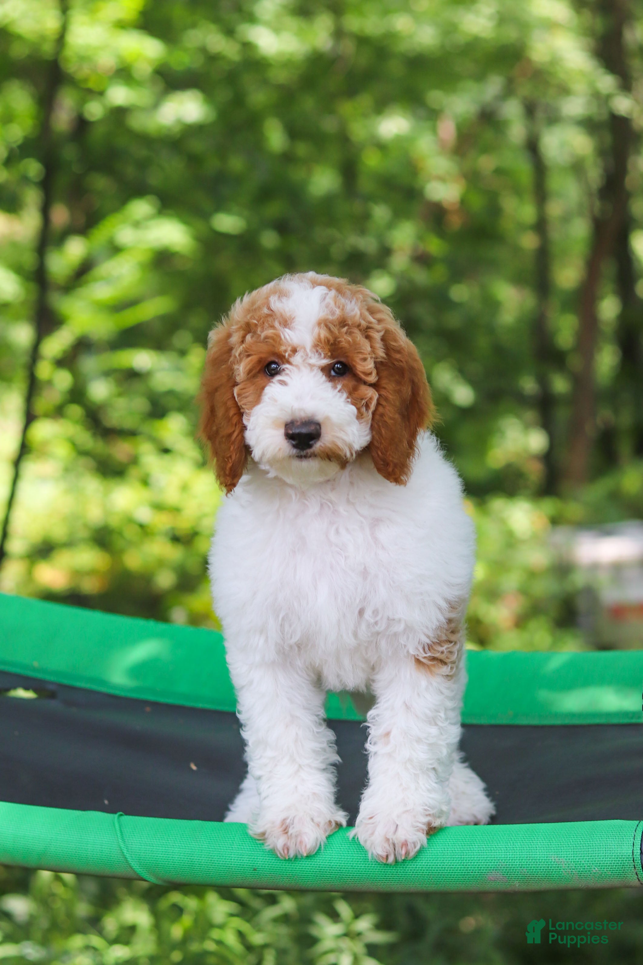 Standard Poodle dogs Blossom - Ad 1