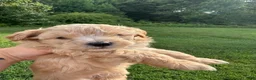 Maltipoo dogs for sale: Maltipoo 3 - Ad 2