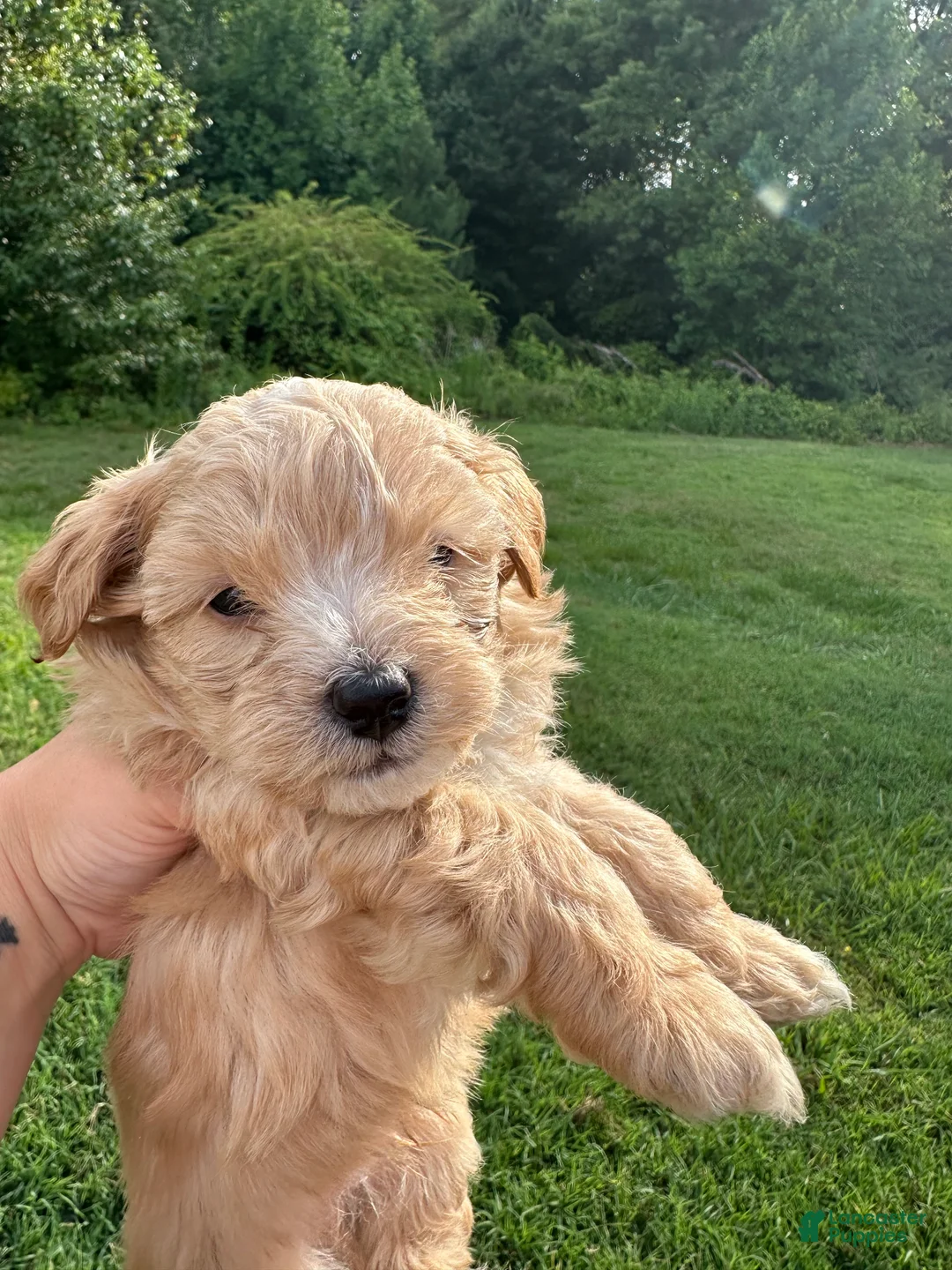 Maltipoo dogs for sale: Maltipoo 3 - Ad 2