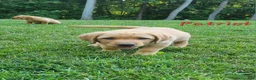 Labrador Retriever dogs for sale: Patriot - Ad 7