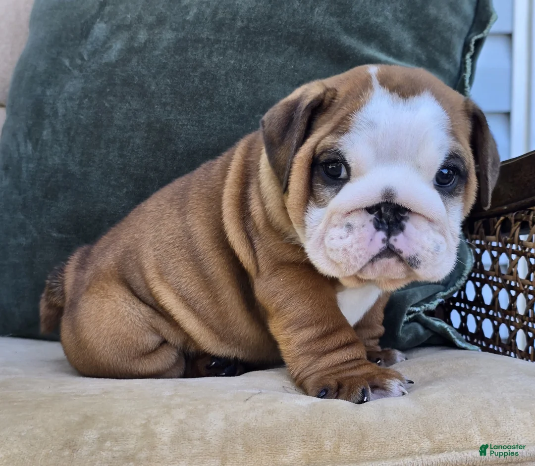 English Bulldog dogs for sale: Dominic - Ad 1