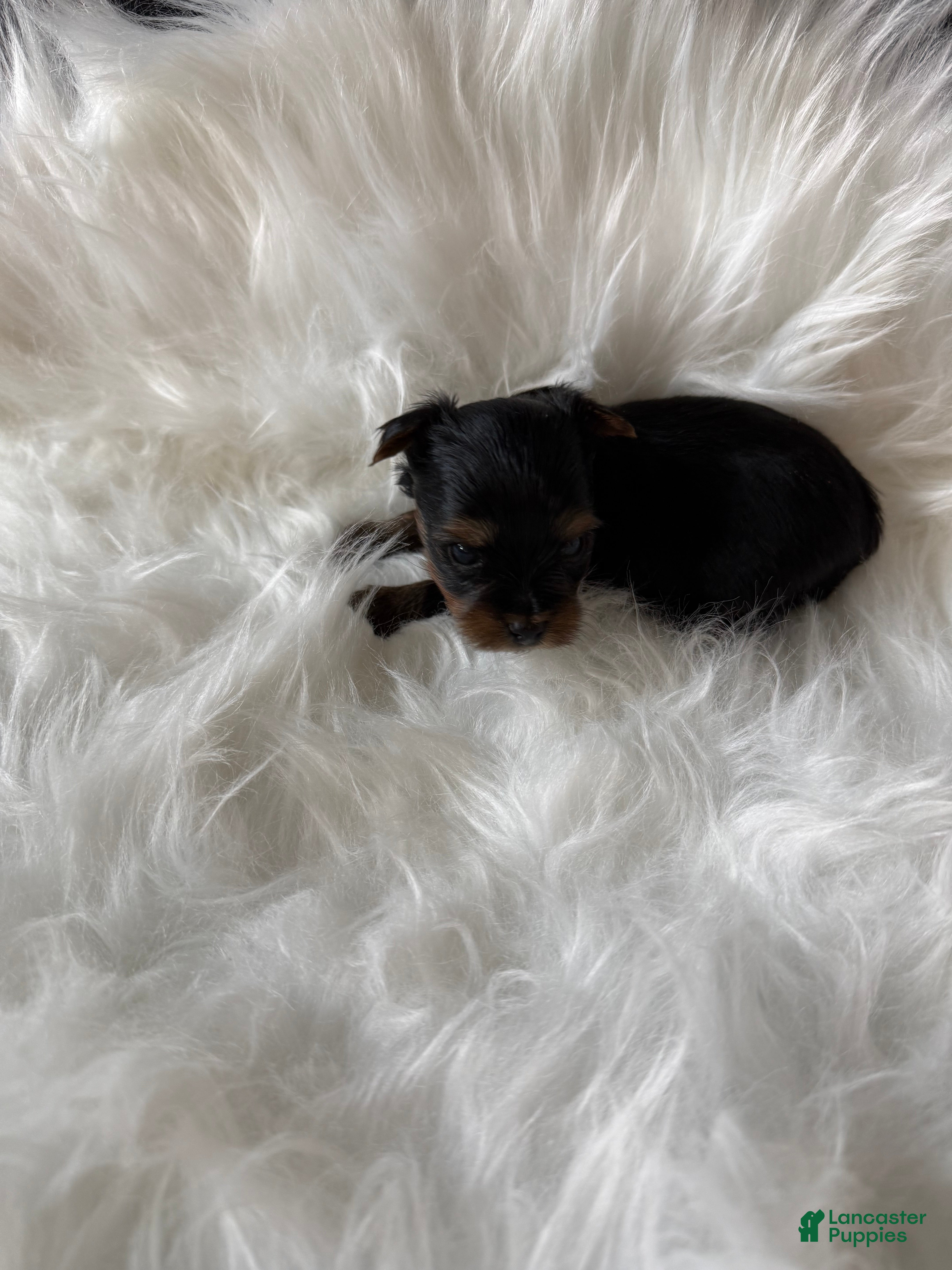 Yorkshire Terrier dogs Yorkshire Terrier 3 - Ad 6