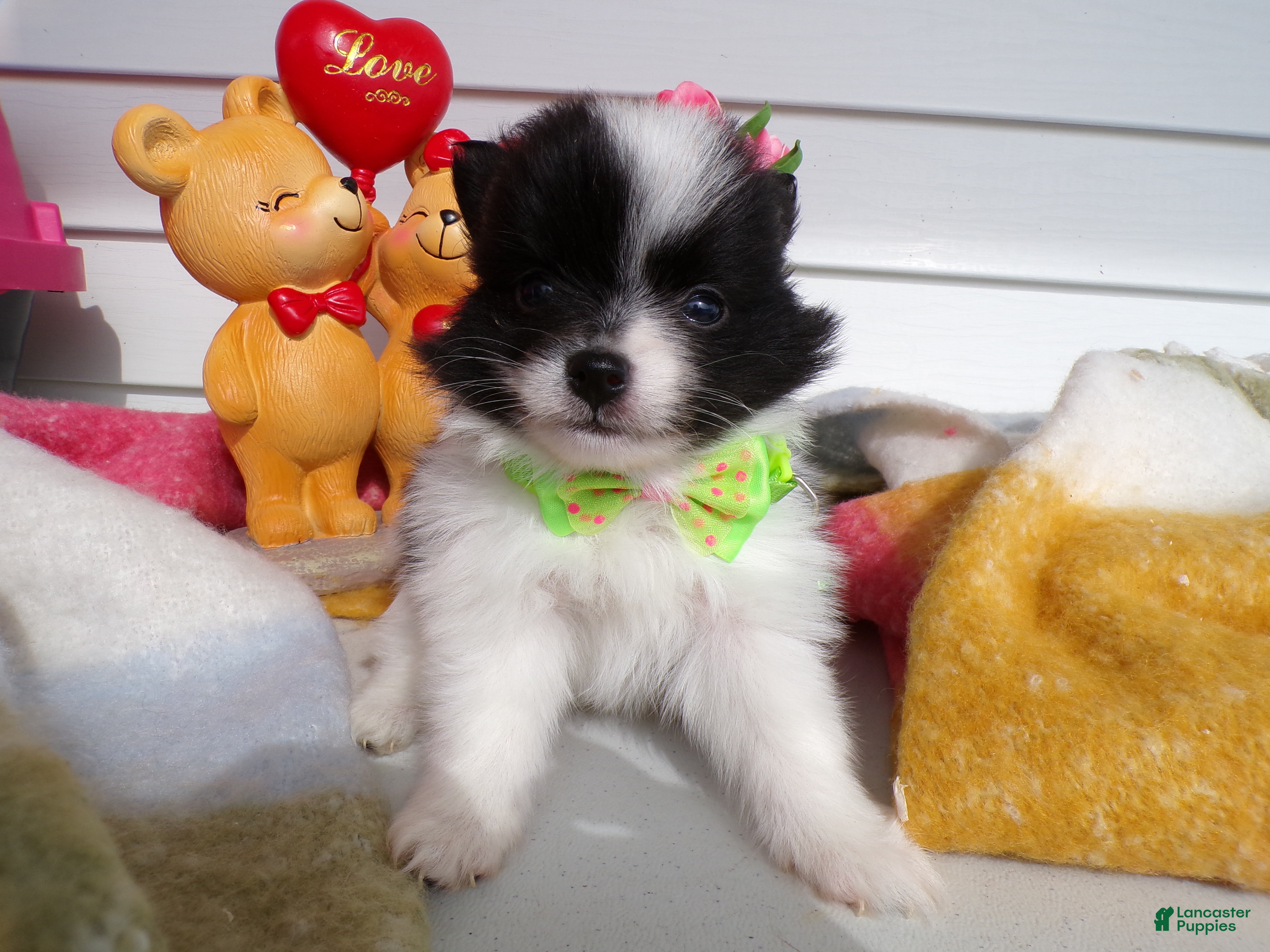 Pomeranian dogs Pomeranian Puppy 2 Tyrone - Ad 30