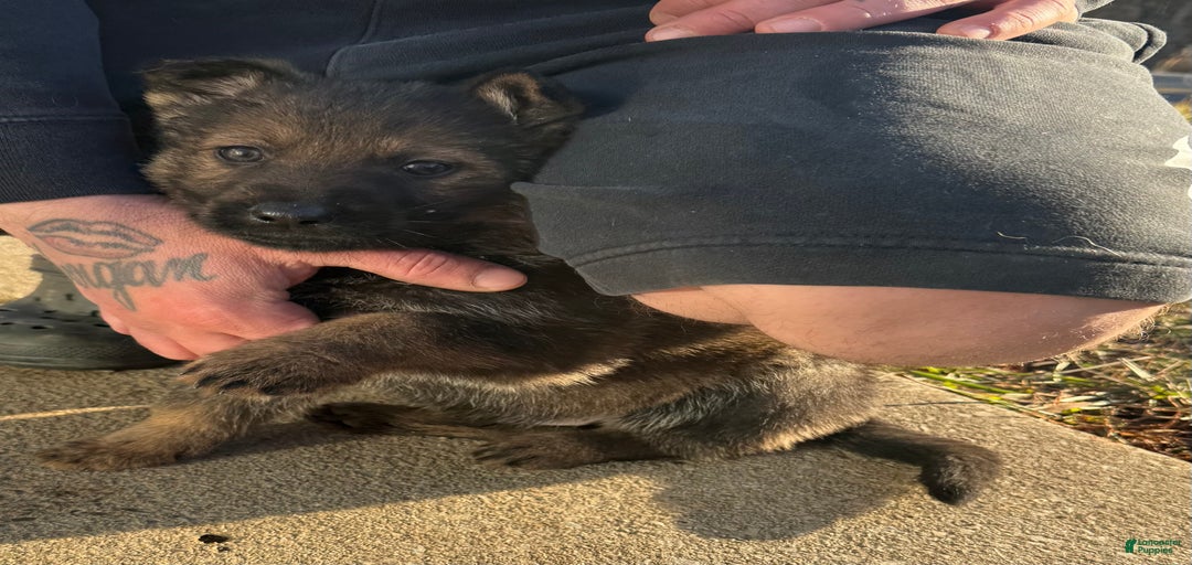 Gallery Image {{count}}