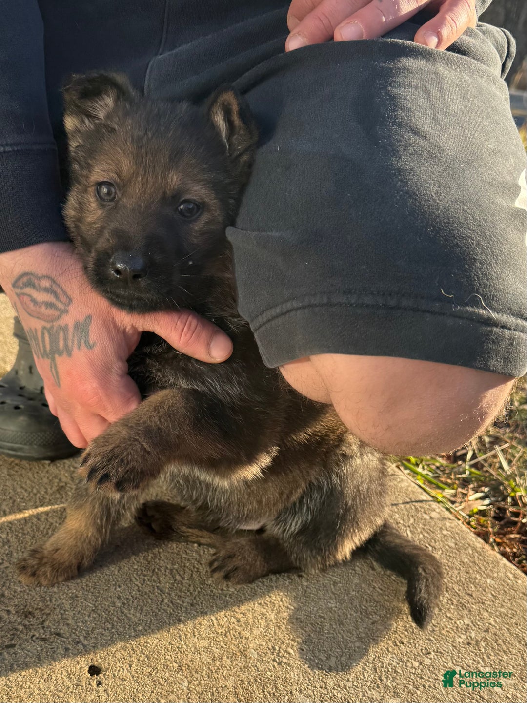 Gallery Image {{count}}