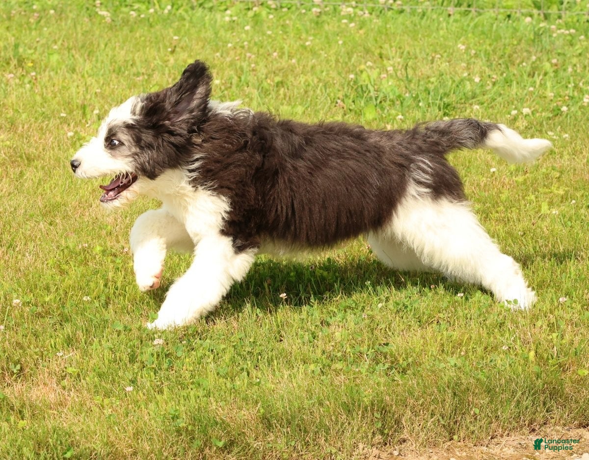 Saint Berdoodles dogs Violet - Ad 1