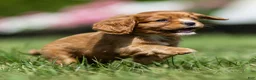 Cavalier King Charles Spaniel dogs for sale: Jasper Cavalier King Charles Spaniel  - Ad 7