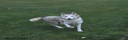 Siberian Husky dogs for sale: Balto - Ad 4