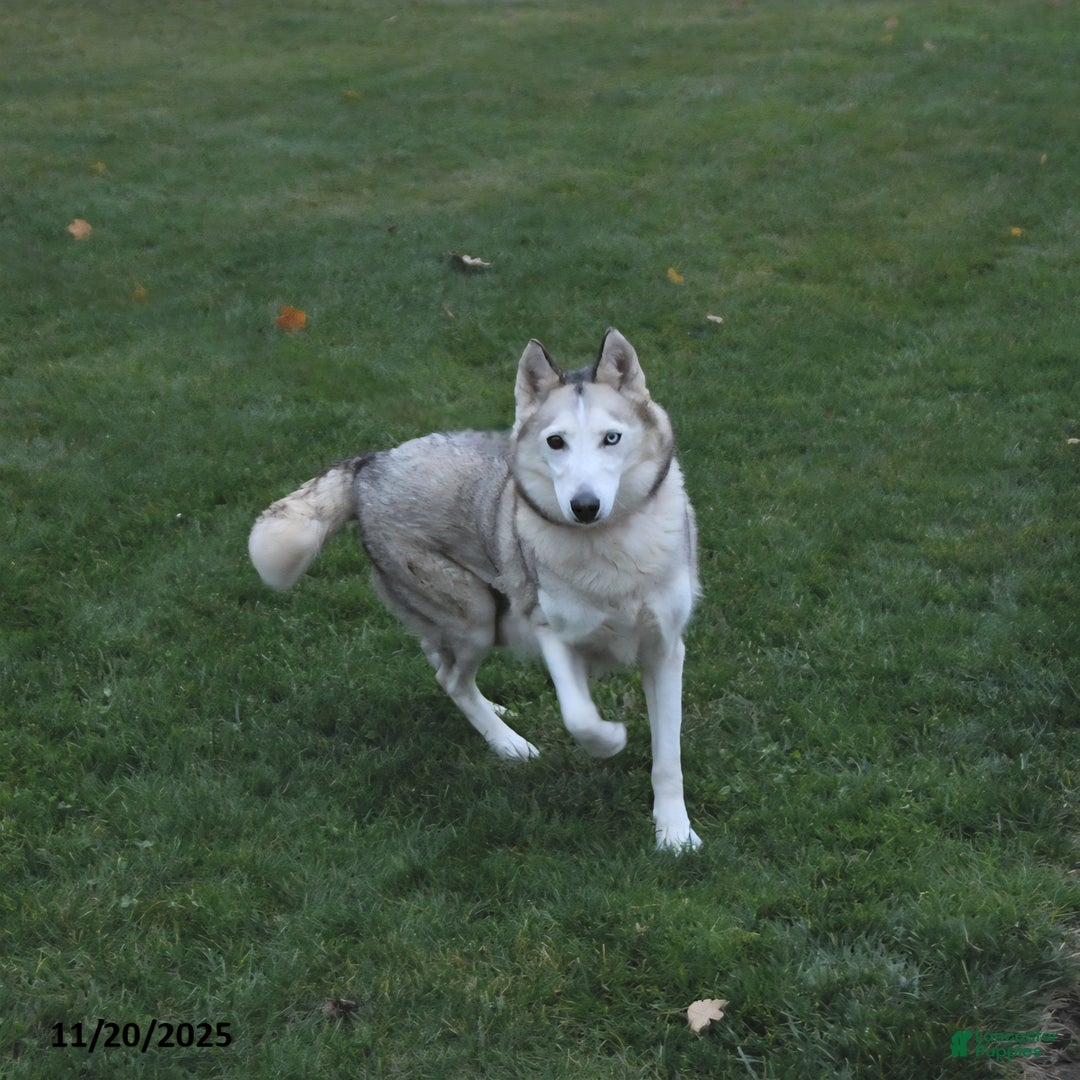 Siberian Husky dogs for sale: Balto - Ad 4