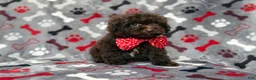 Shihpoo dogs for sale: Benson - Ad 7