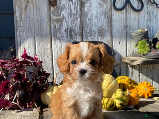 Cavapoo dogs - Ad 10