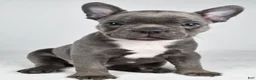 Frenchton dogs for sale: Finley - Ad 7