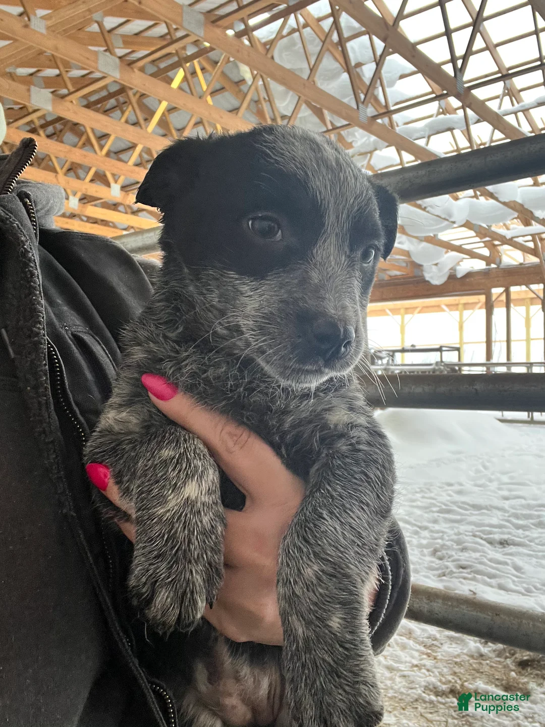 Australian Cattle Dog dogs for sale: Ebony  - Ad 1