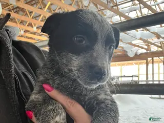 Australian Cattle Dog dogs Ebony - Ad 42