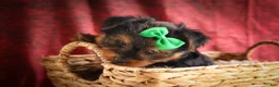 Yorkshire Terrier dogs for sale: DUKE - Ad 3