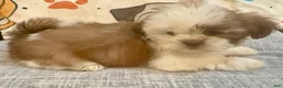 Shih Tzu dogs for sale: Zap - Ad 3