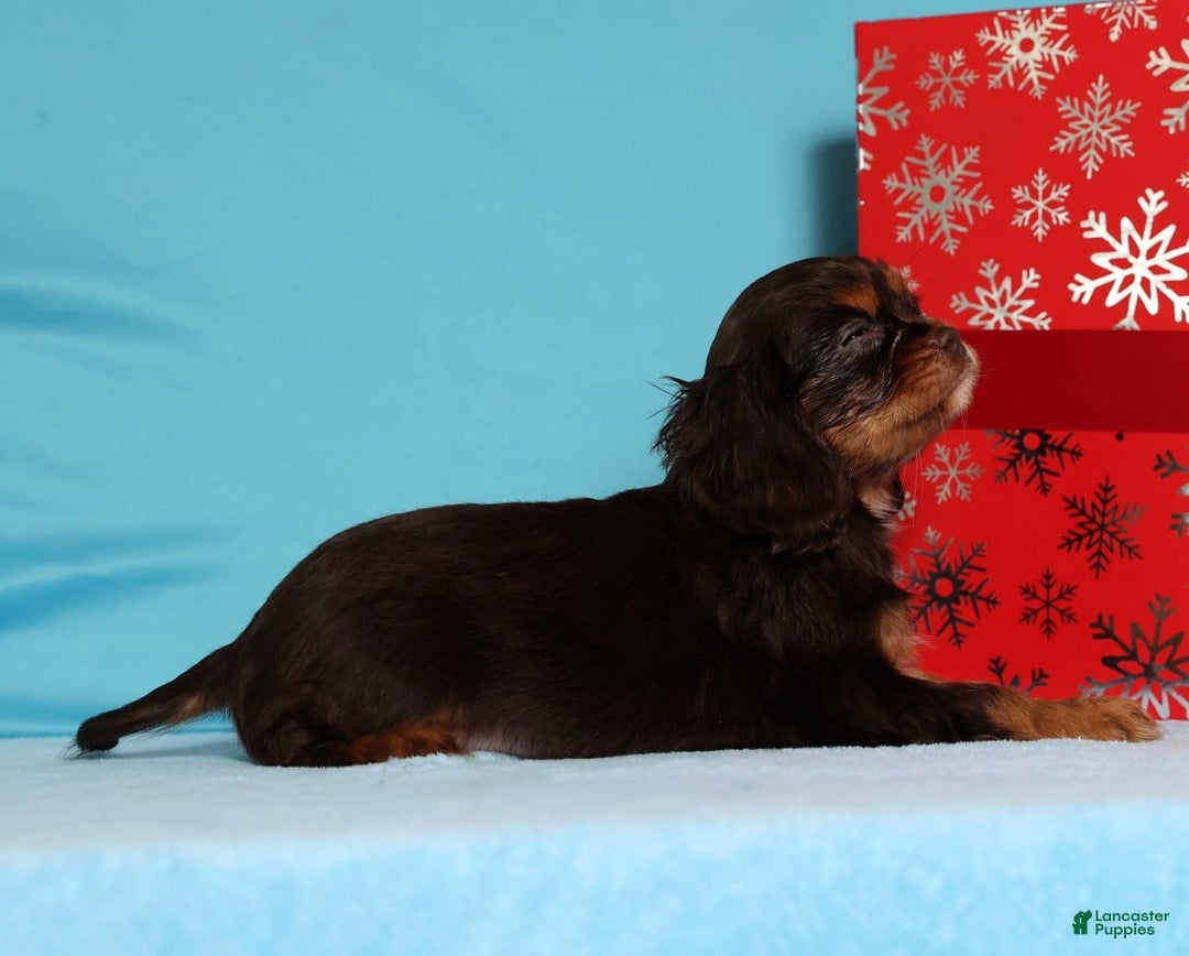Cavalier King Charles Spaniel dogs for sale: Frosty - Ad 4