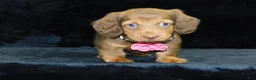 Miniature Dachshund dogs for sale: AKC Alice - Ad 10