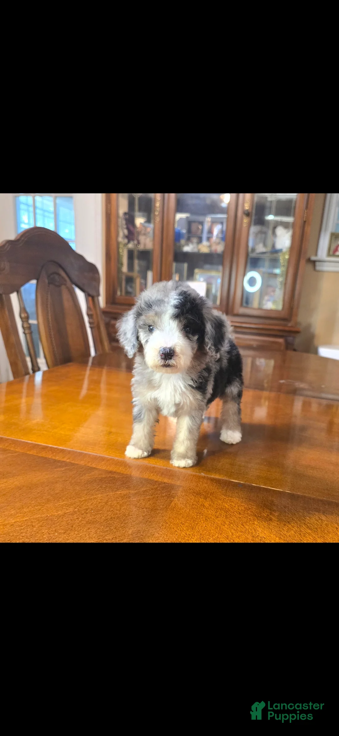 Mini Bernedoodle dogs for sale: Mini Bernedoodle "Stormy" - Ad 5