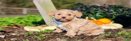 Maltipoo dogs for sale: Enzo - Ad 7