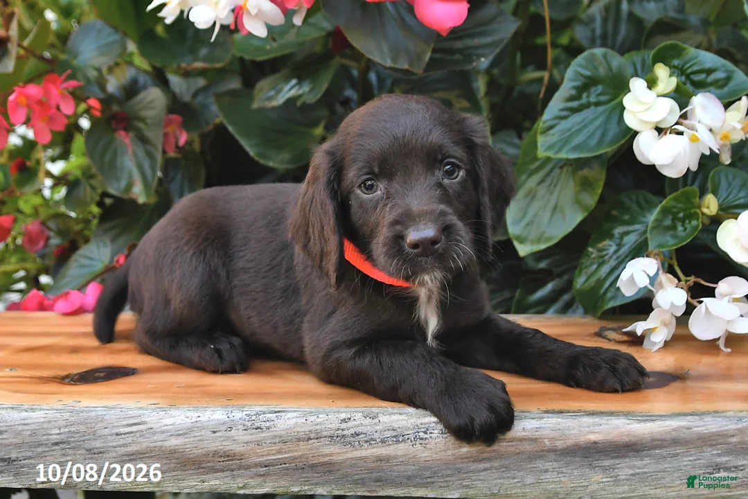Cocker Spaniel dogs for sale: Ellieann - Ad 3