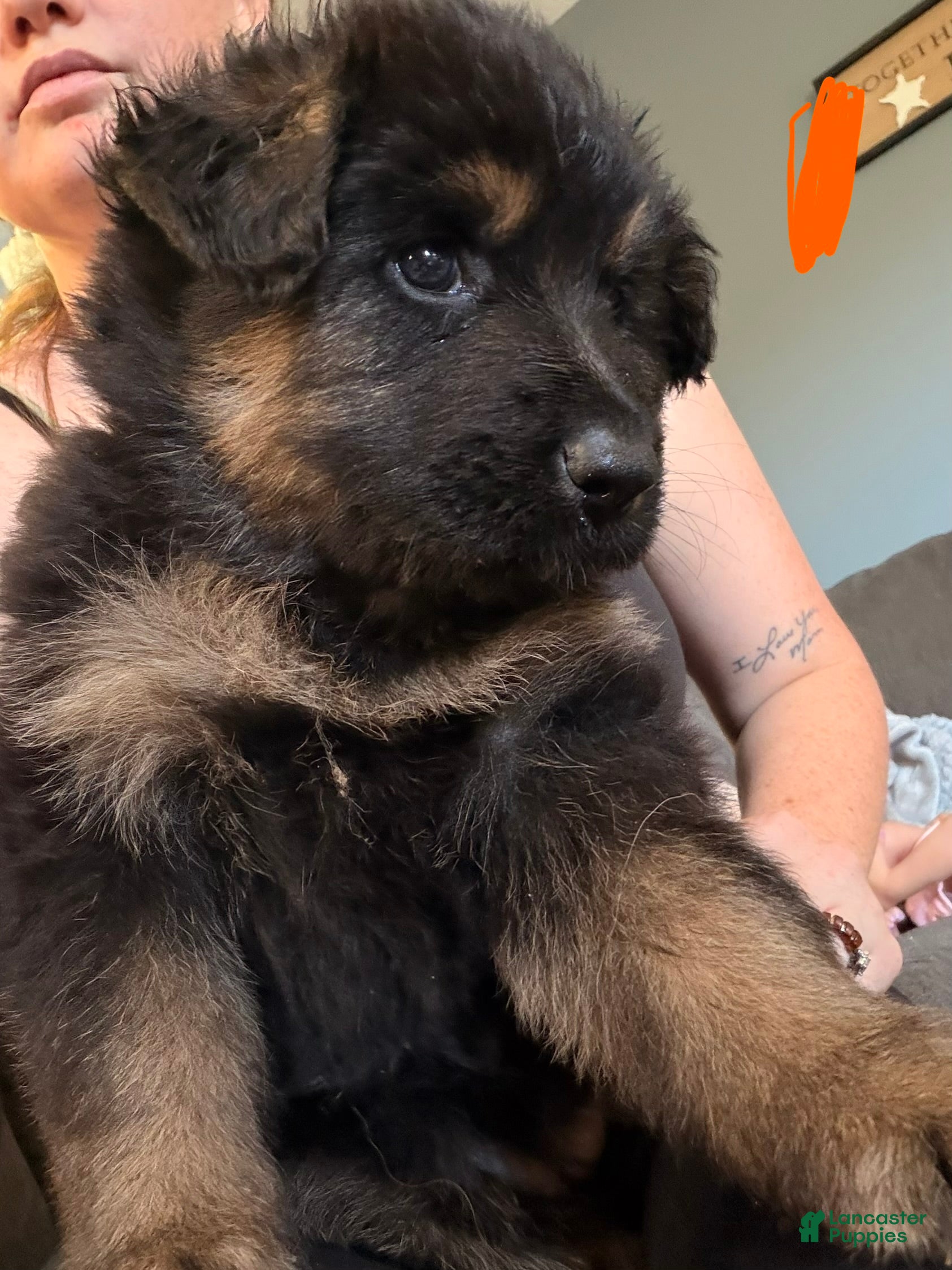 German Shepherd dogs Long Coat German Shepherd- Orange Female - Ad 29
