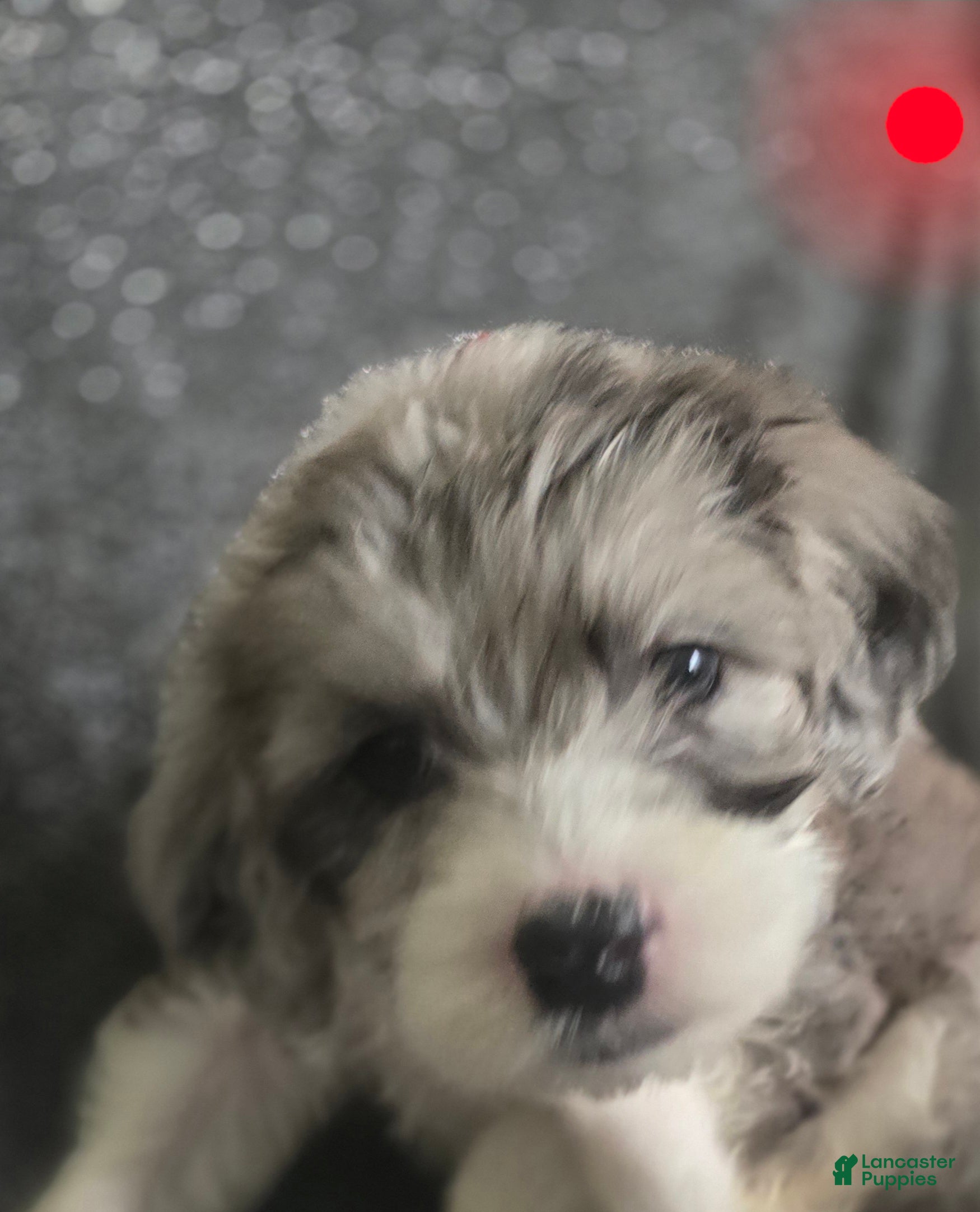 Sheepadoodle dogs Begonia -Red collar - Ad 28
