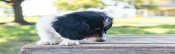 Miniature Dachshund dogs for sale: Button - Ad 6