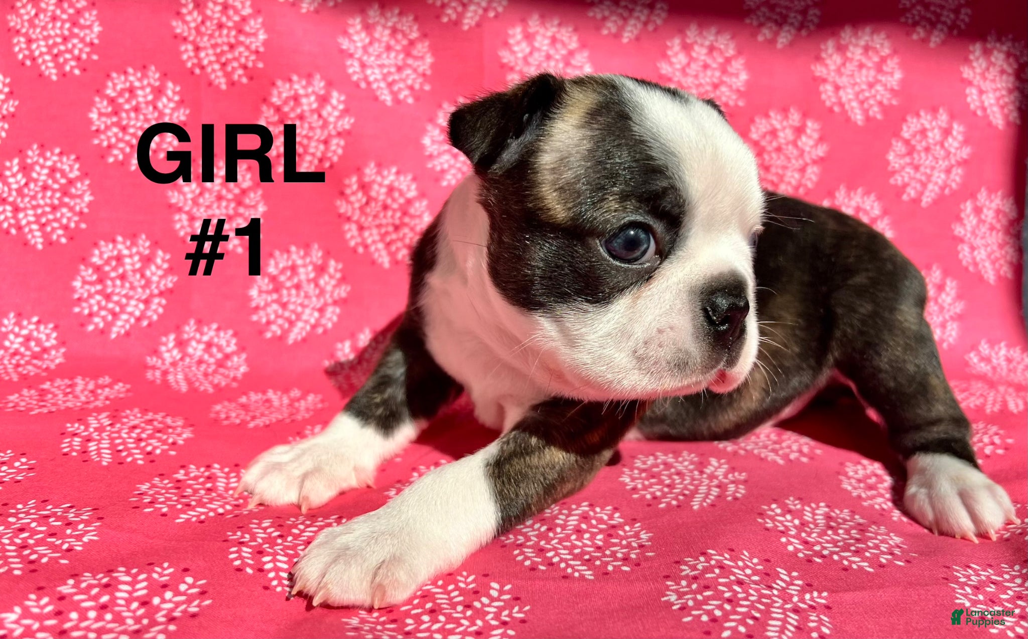 Boston Terrier dogs Boston Terrier Puppy 3 - Ad 2
