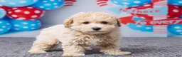Maltipoo dogs for sale: Chase - Ad 4