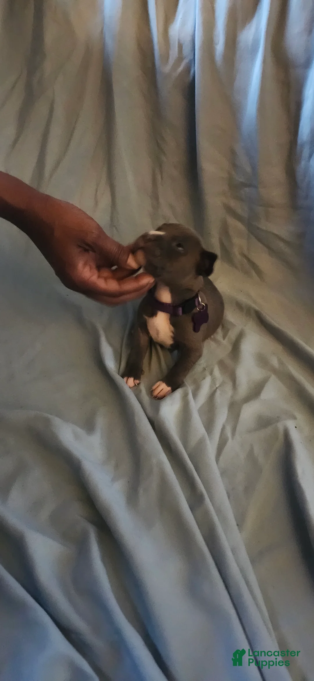 American Pit Bull Terrier dogs for sale: American Pit Bull Terrier 2 - Ad 1