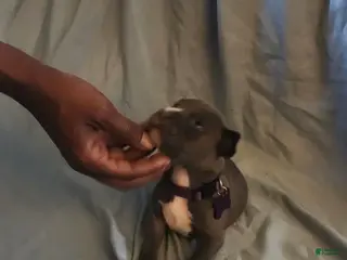 American Pit Bull Terrier dogs American Pit Bull Terrier 2 - Ad 31