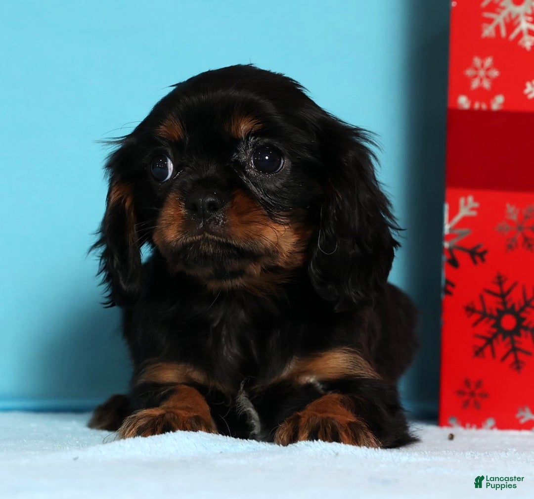 Cavalier King Charles Spaniel dogs for sale: Dasher - Ad 3