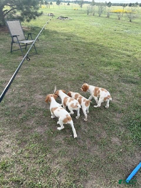 Brittany Spaniel dogs for sale: Brittany Spaniel 6 - Ad 4